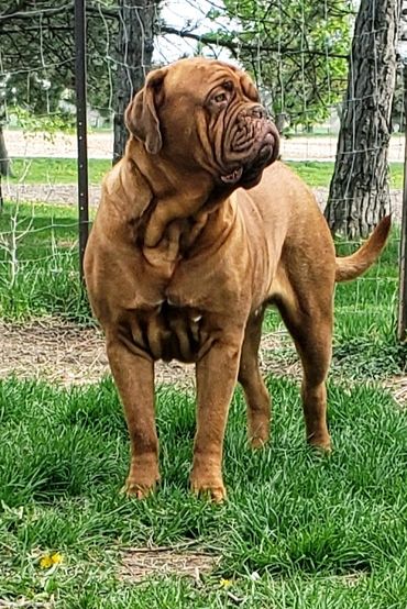 Dogue de Bordeaux posing at Argyle Bordeaux. Shes CKC registered has puppies for sale in Ontario