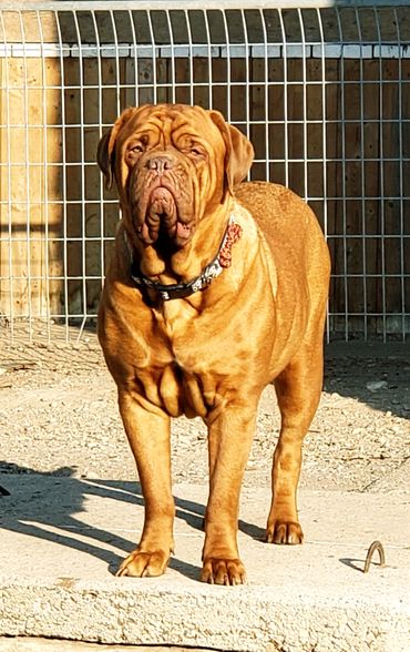 Standing proud at Argyle Bordeaux. Her CKC puppies are for sale in Ontario 