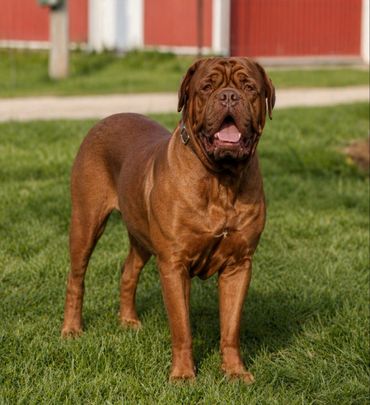 Dogue de Bordeaux standing in the background in London Ontario Canada at Argyle Bordeaux 