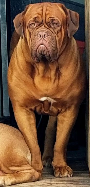 Dogue de Bordeaux in Ontario Canada looking out from the porch at Argyle Bordeaux 