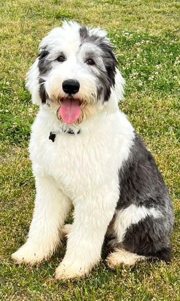 A fluffy black and white dog sitting on grass, tongue out.