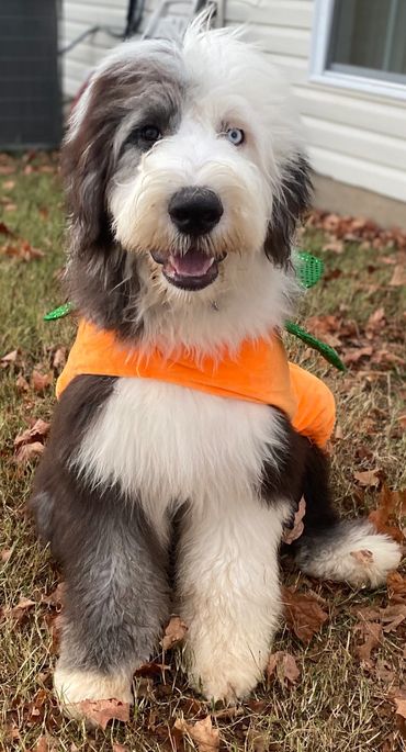 Fluffy dog with heterochromia wearing an orange outfit sitting on autumn grass.