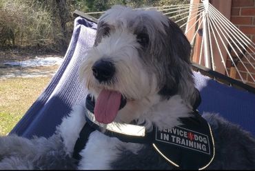 A happy service dog in training resting on a hammock outdoors.