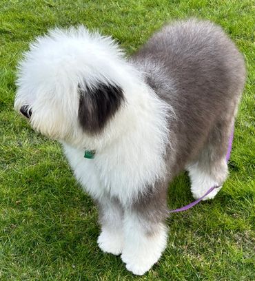 Fluffy Old English Sheepdog standing on green grass.