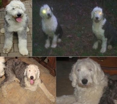Four images of Old English Sheepdogs in various settings and lighting.