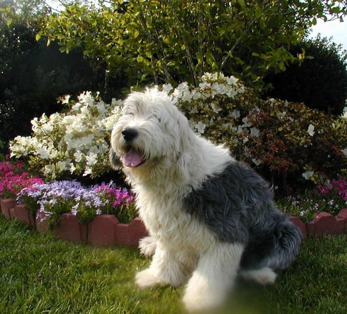 THIS DOG! <3  Old english sheepdog, English sheepdog, Old english