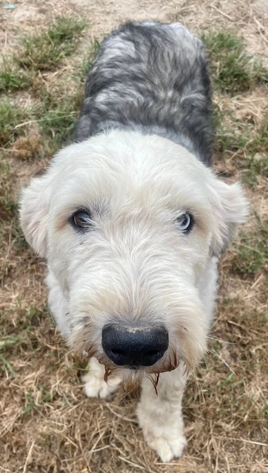 Close-up of a fluffy dog with heterochromia looking at the camera.