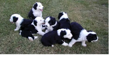 A group of black and white puppies sitting and lying on grass.