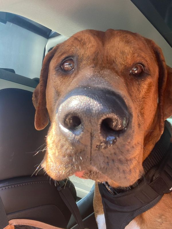 Close-up of a brown dog inside a car.