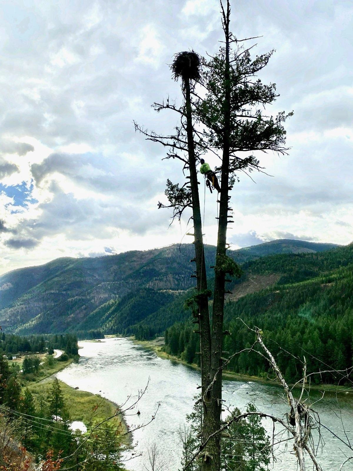 Kingdom Tree Service