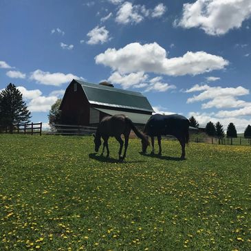 Horse in outdoor pasture