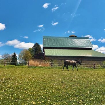 Horse in pasture