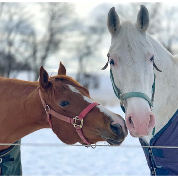 Horses in pasture during winter