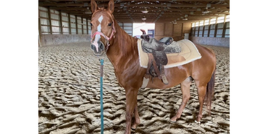 Horse in indoor arena