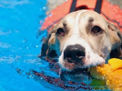 Splash Canine Aquatic Services