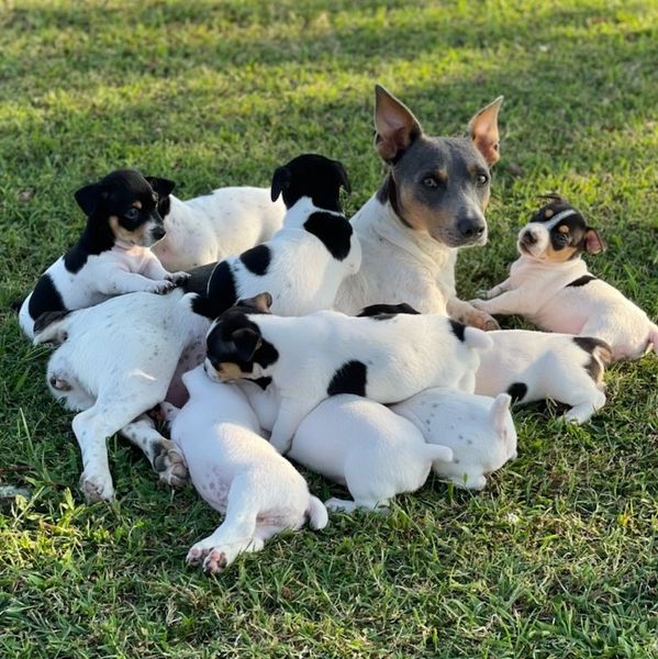 Teddy Roosevelt Terrier