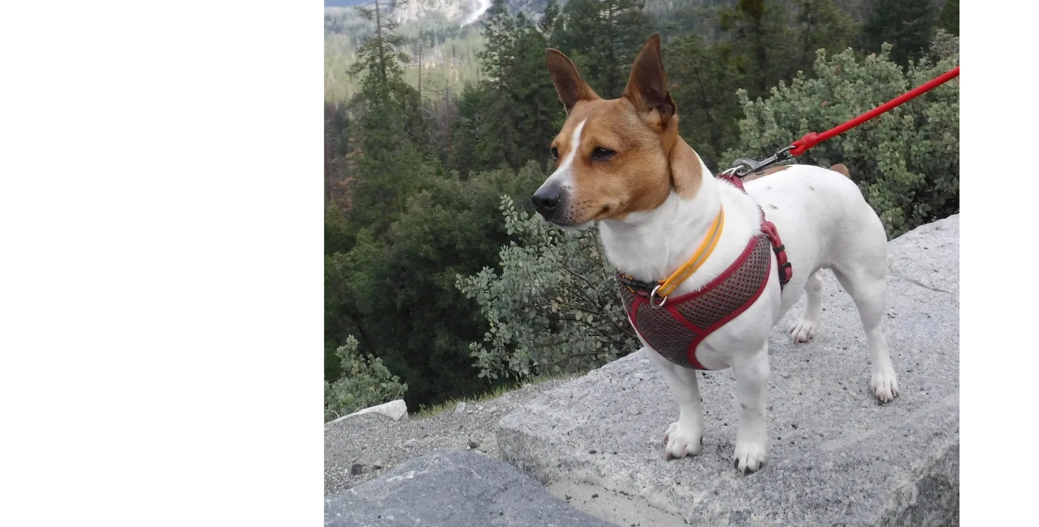 at what age is a teddy roosevelt terrier full grown