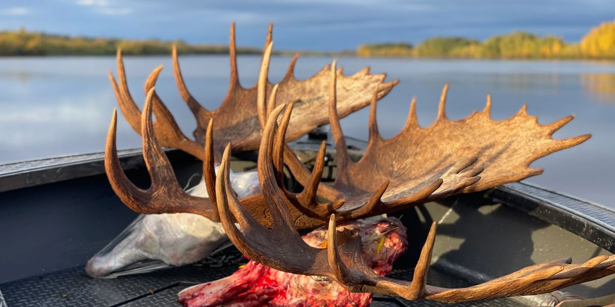 Innoko River Moose Hunt, DIY Moose Hunt Self Guided Yukon River Alaska, Trophy moose holy cross ak