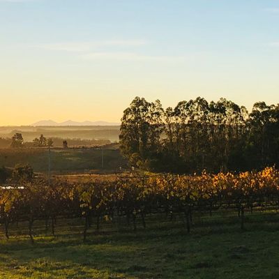Sunset over a vineyard with trees in the background.