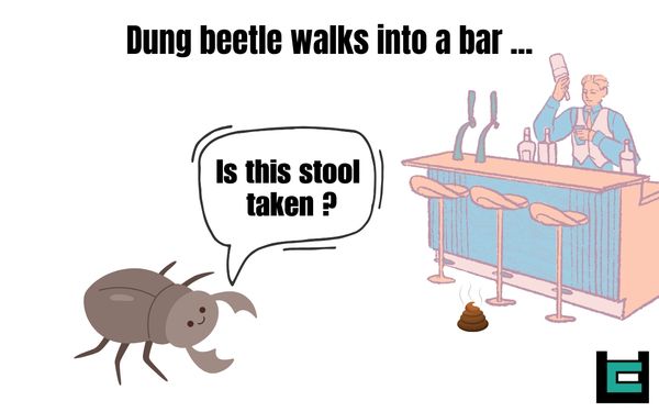 Dung beetle walks into a bar... Is this stool taken?