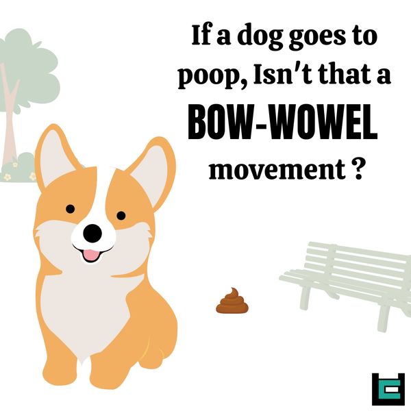 If a dog goes to poop, Isn't that a Bow-wowel movement?