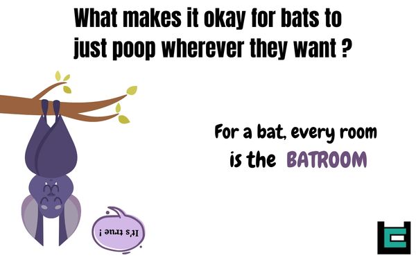 What makes it okay for bats to just poop wherever they want?
A: For a bat, every room is the Batroom