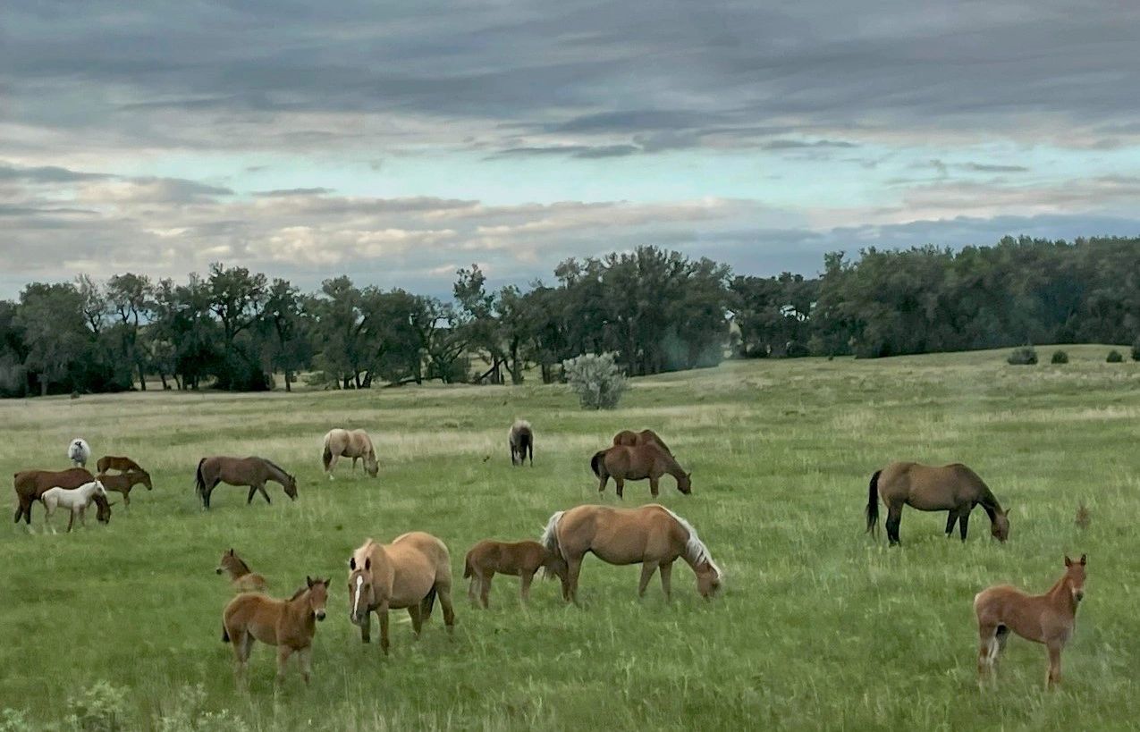 Munk Quarter Horses in pasture grazing with colts 2022