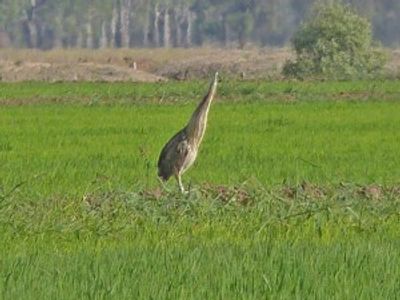 Australasian Bittern  