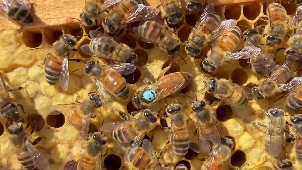 Dean Bees