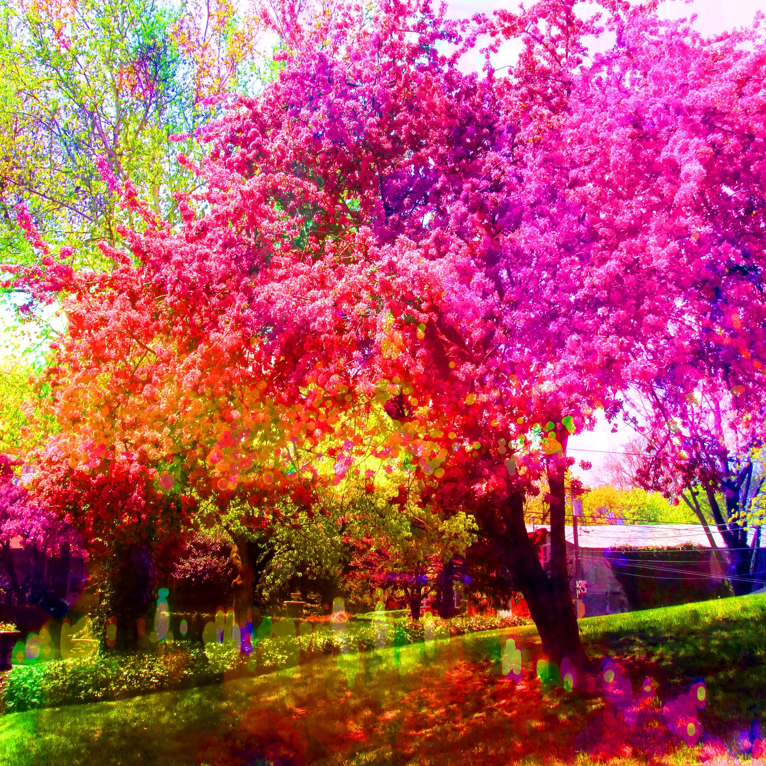 muse in your world