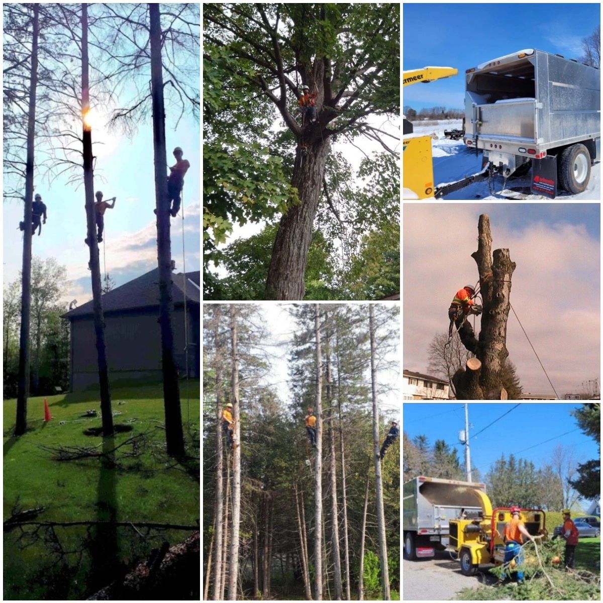 Ottawa Tree Trimming Tree Services, Tree Removal, Tree Trimming
