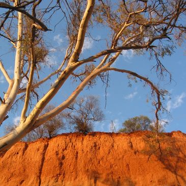 red cliffs with blue sky and tree
