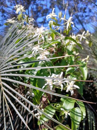 Coastal plants, NSW south coast