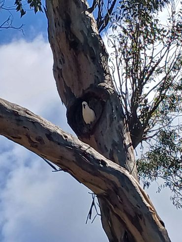 Sulphur crested cockatoo in a tree hollow, Tuggeranong ACT