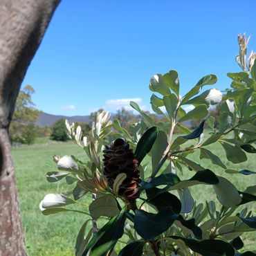 Banksia close up with Brindabella ranges behind