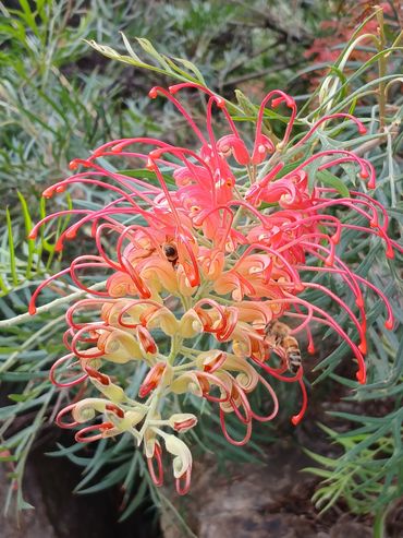 Grevillea, National Botanical Gardens