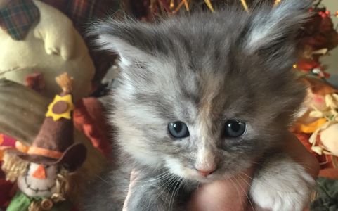 Dawntreader Lovey as a kitten silver torbie