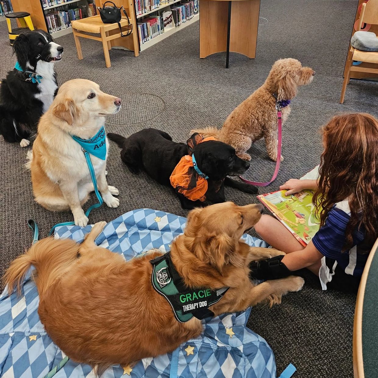 Dogs and child at a library