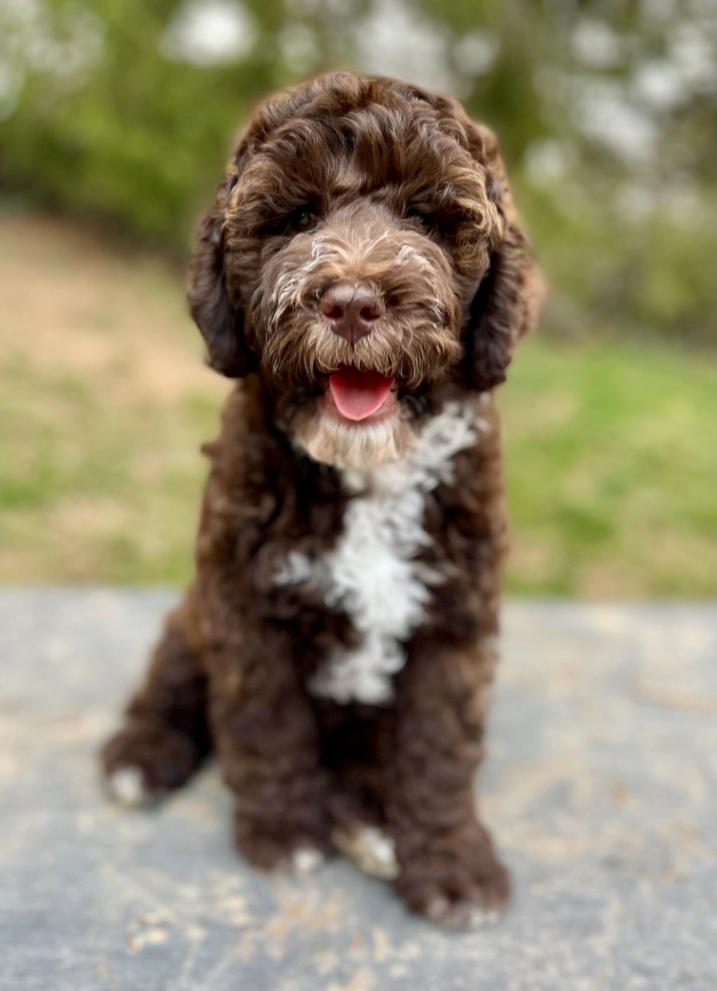 Lucy x Brody's Yellow Collar Girl