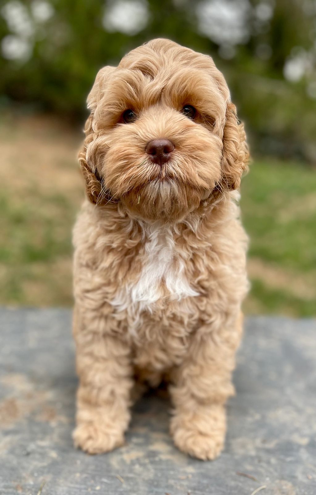 Lucy x Brody's Blue Collar Boy