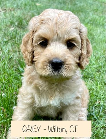 Slate Ridge Australian Labradoodles Labradoodles Puppies
