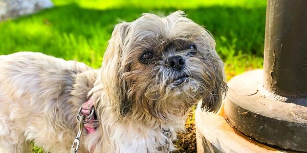 bells the shih tzu at the camera