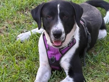 Wemby  is a 2-3 year old Border Collie who was found on the streets after his owner passed away. Wem