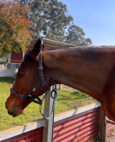 Relaxed horse after a massage with Crown Equine Solutions.