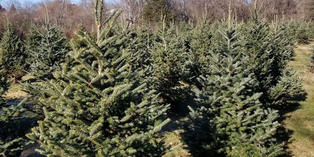 Christmas Trees in Woodbury Kunzer's Tree Farm