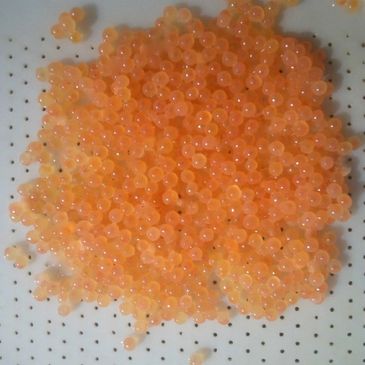 Eyed Trout Eggs