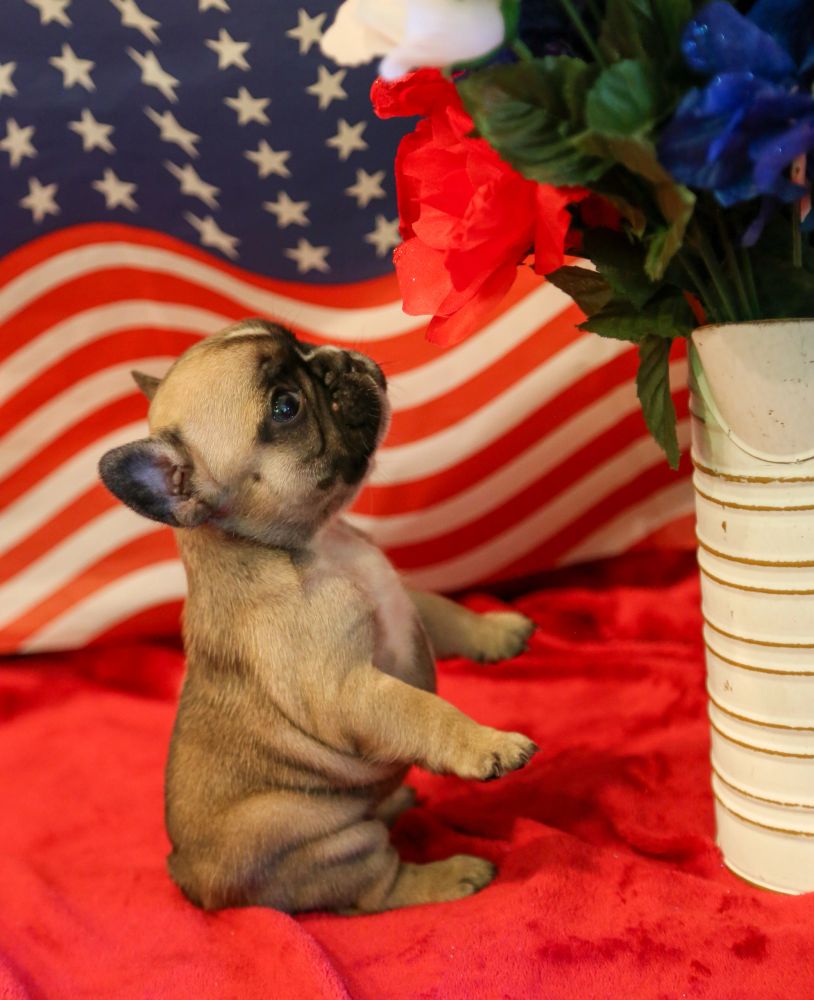 French Bulldog Fawn frenchie micro mini sonom county santa rosa petaluma marin napa san francisco