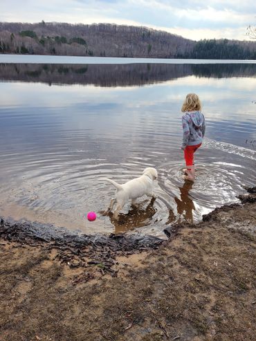 A golden retriever puppy and a young girl playing at the edge of a calm lake