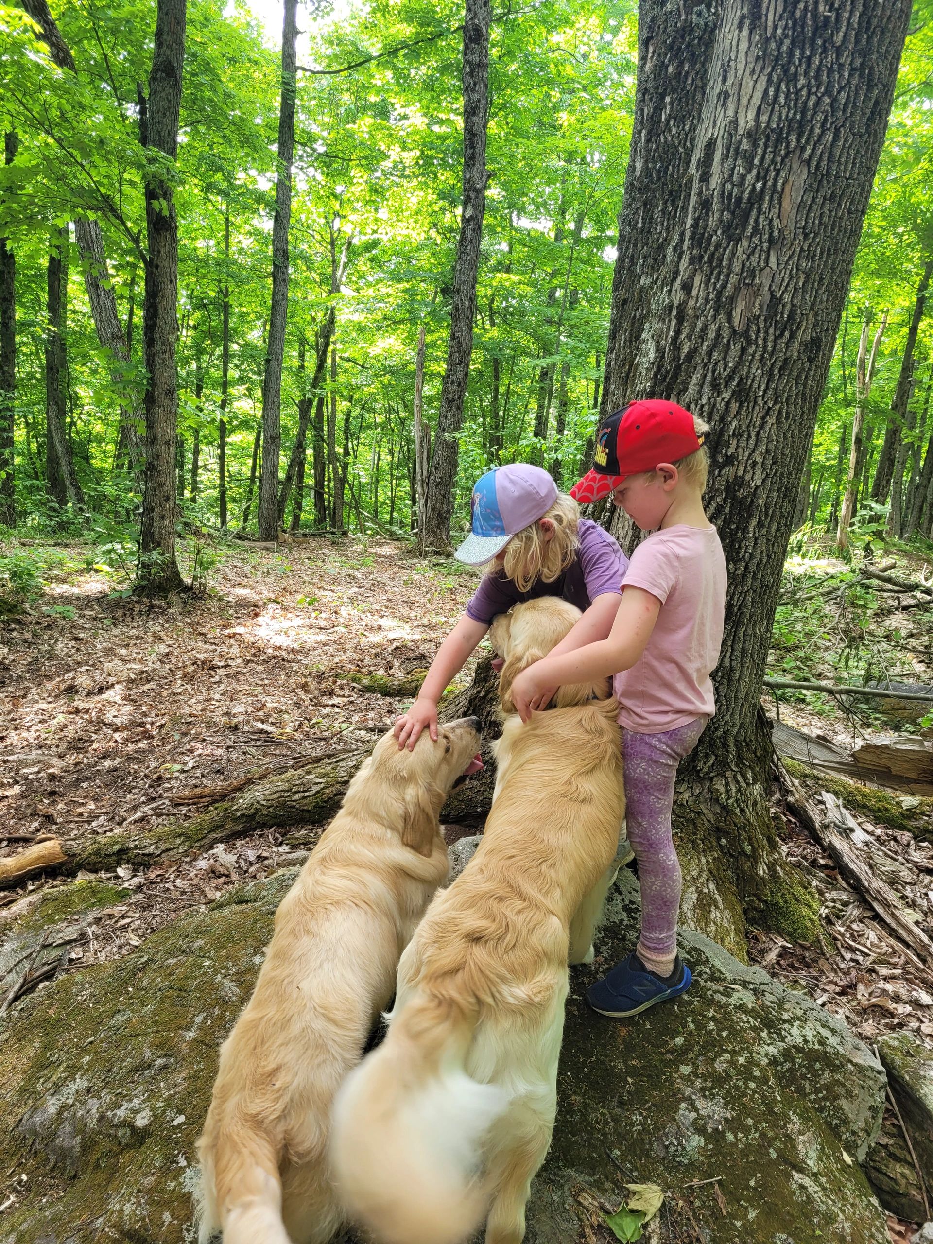 Two children petting two golden retrievers in a forest setting