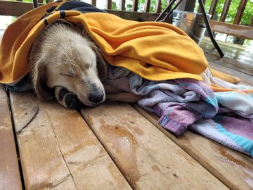 A wet golden retriever curled up under a towel sleeping on a wooden porch